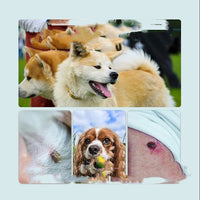 HKM-526995 Flea Tick Tick Tick Collar
