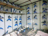 HKM-529171 Durable Plastic Dove Perches with Solid Wood Base - Pack of 10, Blue Color, 20x10x12 cm