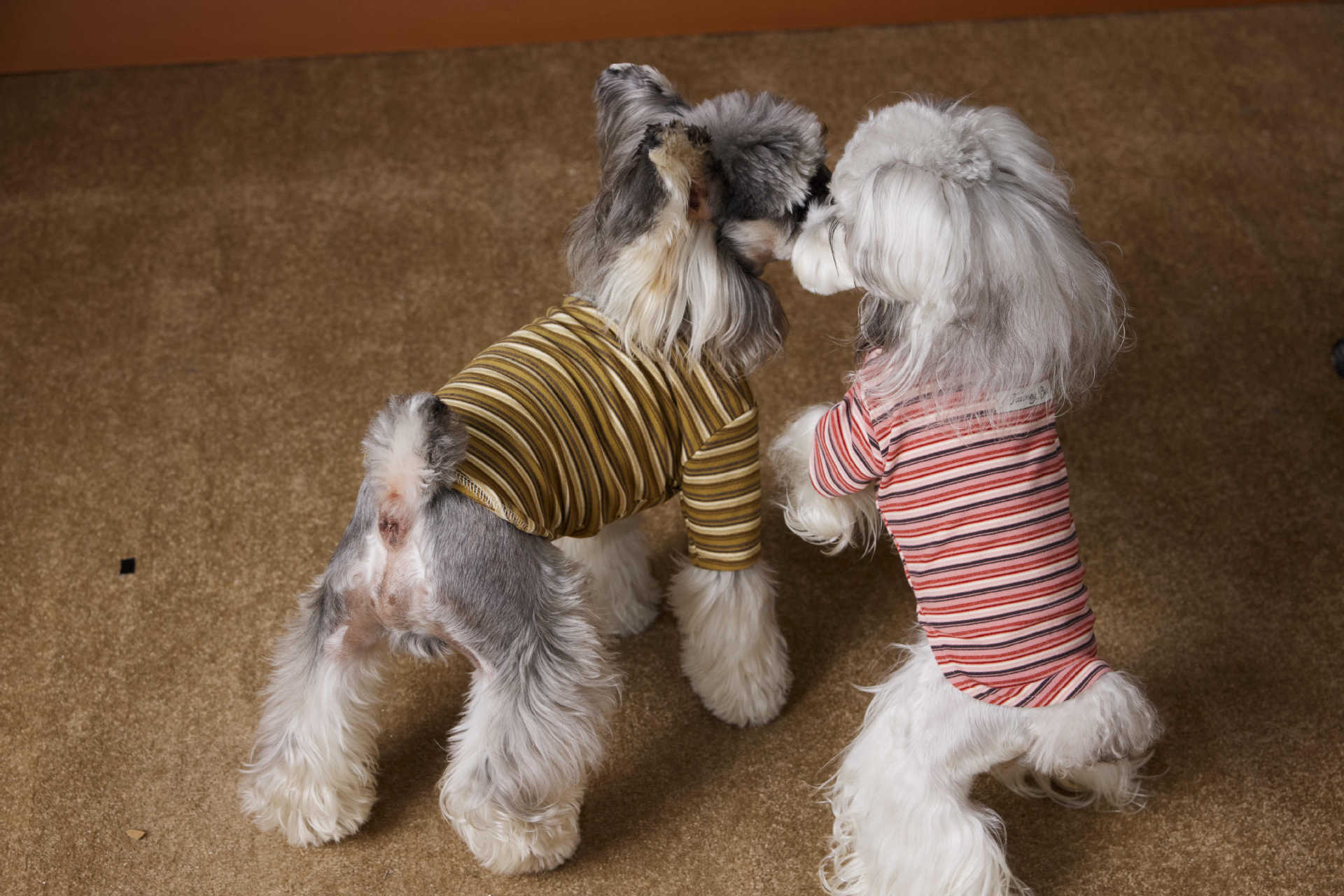 HKM-530003 Skin-Friendly Close-Fitting Dog Undershirt for Maltese & Schnauzer - Dark Blue, Brown, or Red Stripes