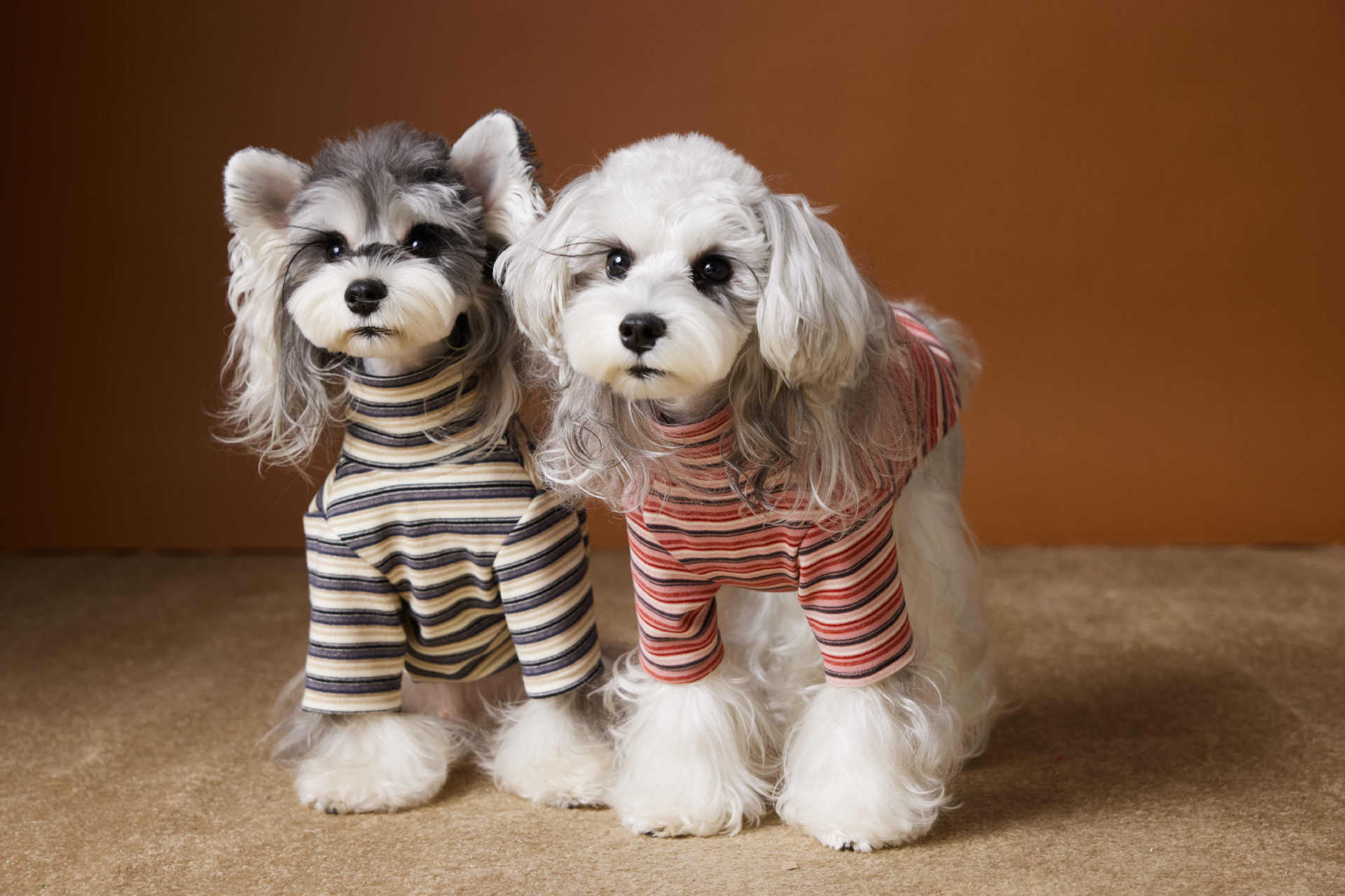 HKM-530003 Skin-Friendly Close-Fitting Dog Undershirt for Maltese & Schnauzer - Dark Blue, Brown, or Red Stripes