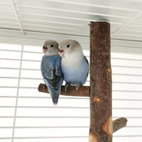 HKM-544595 Apple Wood Parrot Stand Toy – Stylish and Simple Bird Perch with Easy Assembly