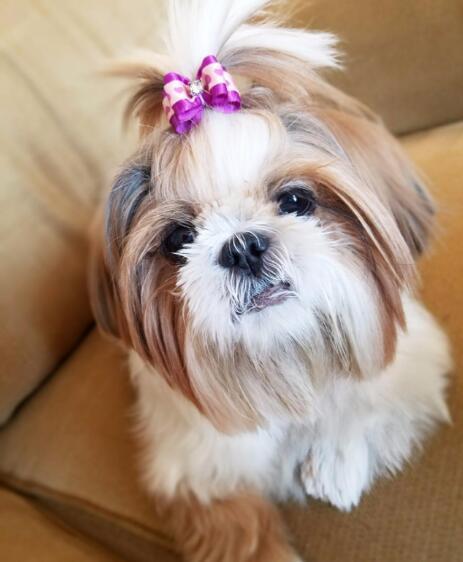 HKM-564755 Pet Head Flower Bow Hair Accessory - Japanese and Korean Style Decoration for Pets, 3x4cm
