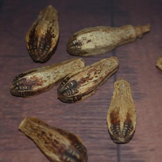HKM-597971 Dried Carambola Core Toy for Pet Birds - Edible Natural Wooden Chew Accessory