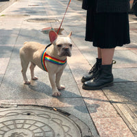 HKM-598227 Rainbow cool dog chain dog leash
