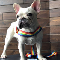 HKM-598227 Rainbow cool dog chain dog leash