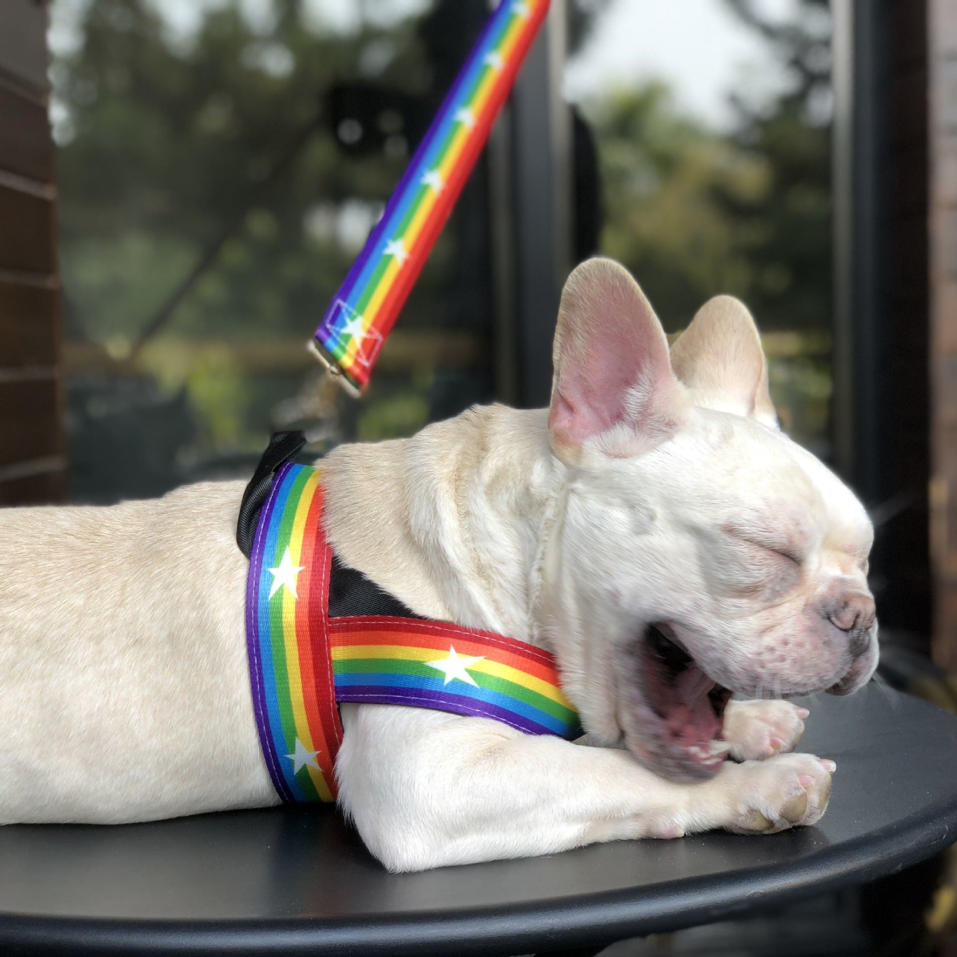 HKM-598227 Rainbow cool dog chain dog leash