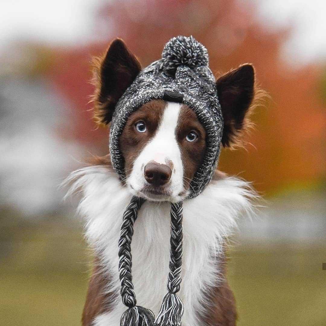 HKM-632595 Two-Tone Windproof Fluffy Knitted Dog Hat with Pompom and Tassels