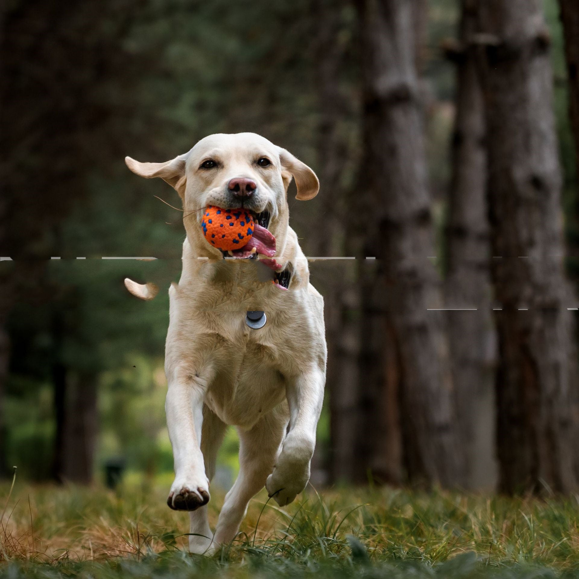 HKM-644563 Resistant To Bite And Chew Dog Toy Burst Ball