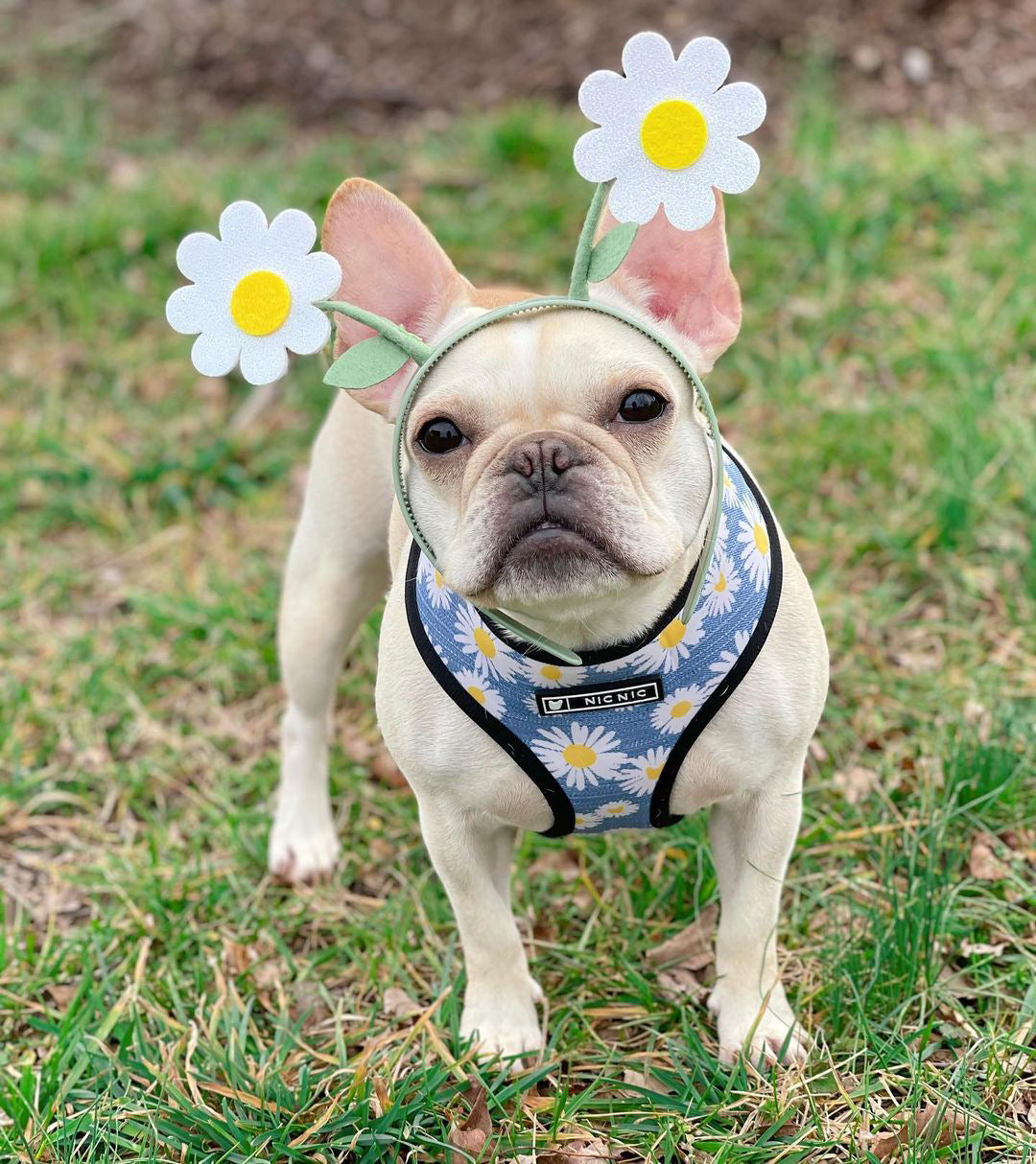 HKM-646611 Daisy Adjustable Chest Strap for Small and Medium Dogs - Size S, M, L, XL