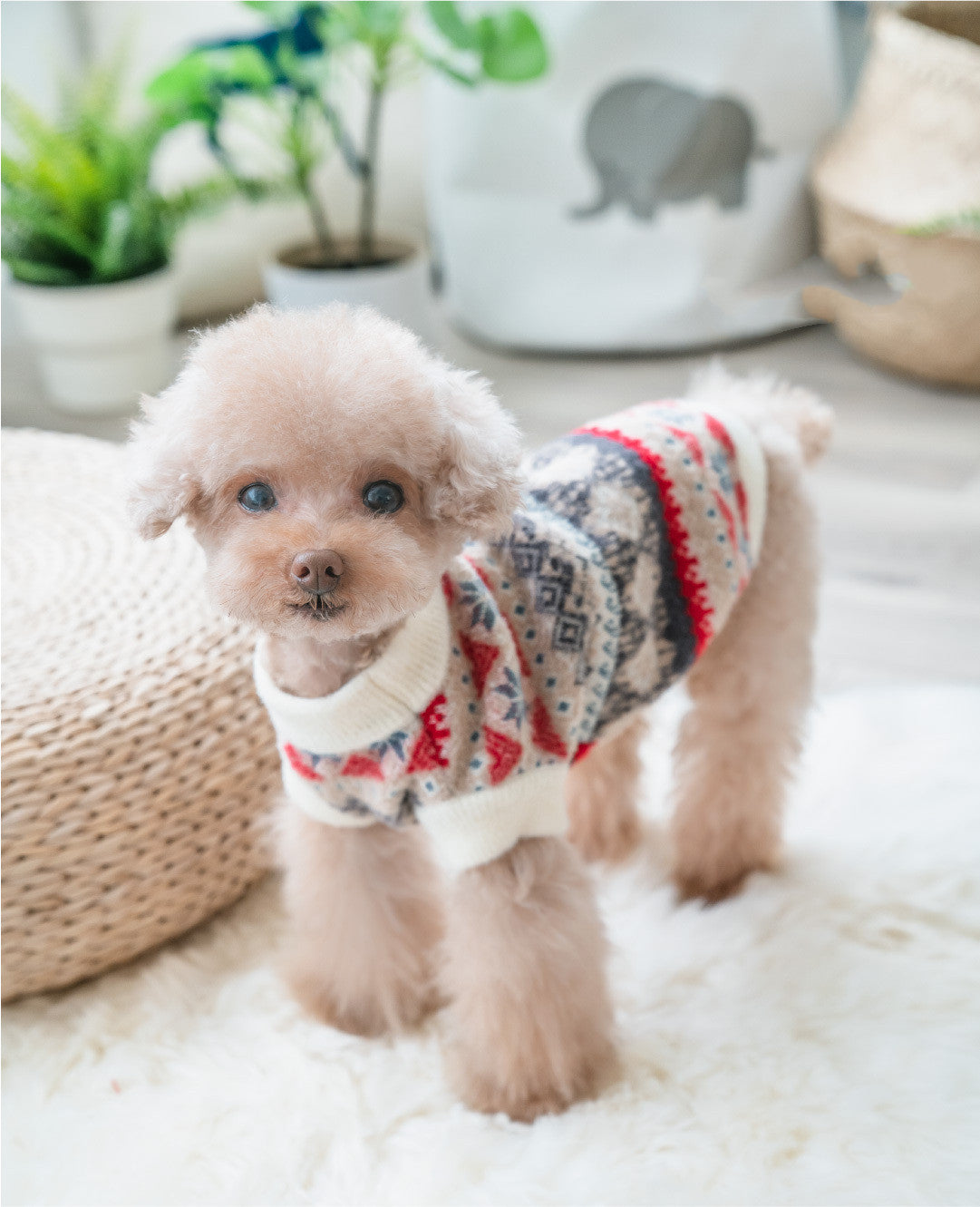 HKM-667091 Soft Casual Velvet Teddy Sweater for Pets - Blue & Milky White, Sizes S to XXL