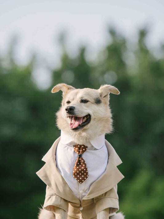 HKM-670611 Pet Suit Dog Dress Tuxedo in Navy Blue, English Grey, Khaki - Stylish Polyester Fibre Outfit