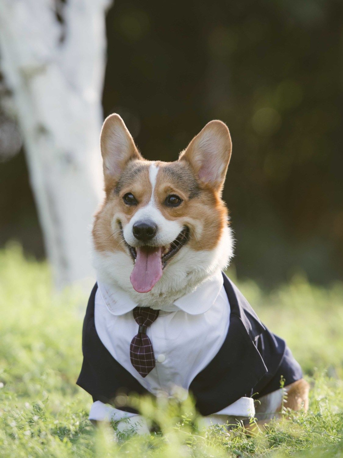 HKM-670611 Pet Suit Dog Dress Tuxedo in Navy Blue, English Grey, Khaki - Stylish Polyester Fibre Outfit