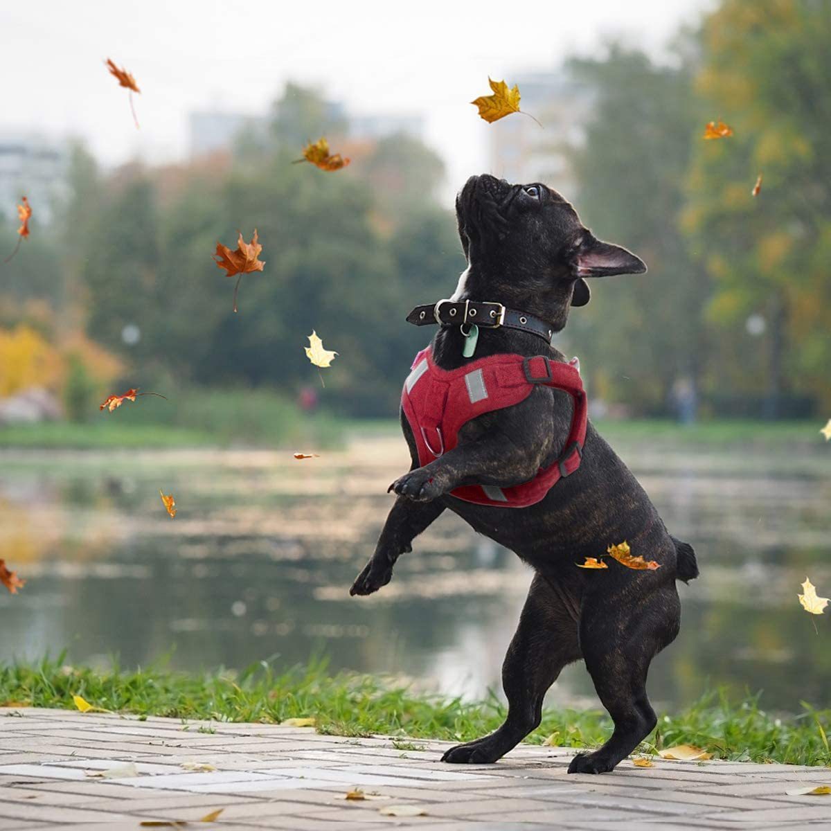 HKM-709843 Reflective No-Pull Dog Harness with LED Lights and Adjustable Comfort Strap