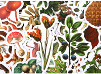 HKM-726227 Self-Adhesive Forest Mushroom Stickers for Celebrations and Crafting