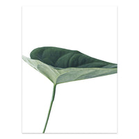 HKM-733203 Tropical Green Leaves Canvas Print - Modern Nordic Style Decorative Artwork
