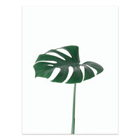 HKM-733203 Tropical Green Leaves Canvas Print - Modern Nordic Style Decorative Artwork