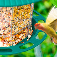 HKM-773971 Transparent Hanging Bird Feeder for Outdoor Garden Use - Automatic Feeding, Green, 300g