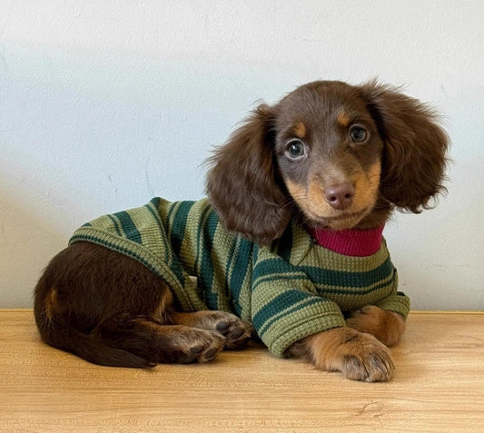 HKM-789011 Cute Green Striped Two-Legged Vest for Pets - Durable and Breathable, Perfect for Autumn Casual Wear