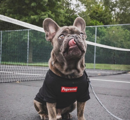 HKM-799763 Summer Lightweight Cotton Pet T-Shirt - Breathable Casual Wear in PUP Black and PUP White