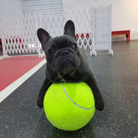 HKM-807251 Tennis Pet Toy Inflatable Training Rubber Big Ball Elastic Ten Times Happy Corgi Golden Retriever