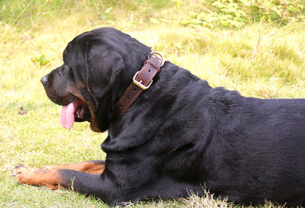 HKM-809811 Retro Leather Dog Collar for Medium to Large Breeds – Black & Brown Options Available