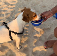 HKM-809939 Durable Pet Traction Rope with Water Bottle and Waste Bag Dispenser