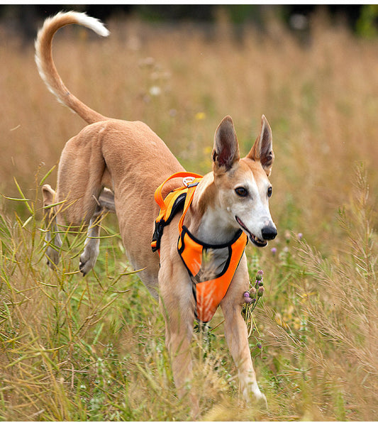 HKM-840915 Adjustable Thoracolumbar Vest for Medium and Large Dogs - Heavy Duty Nylon Chest Band
