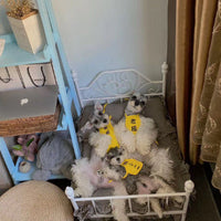 HKM-842515 Pet Iron Dog & Cat Bed with Mattress and Bedding Set, Available in Multiple Sizes