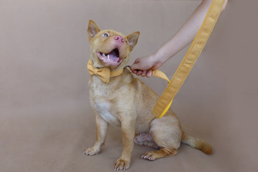 HKM-873171 Adjustable Yellow Velvet Dog Collar in Various Sizes