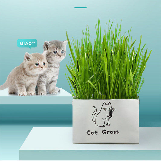 HKM-877715 Organic Soilless Cat Grass for Clean Oral Health - Ryegrass, Wheat, Barley Blend