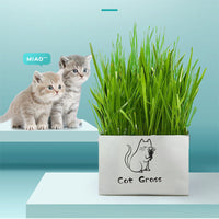 HKM-877715 Organic Soilless Cat Grass for Clean Oral Health - Ryegrass, Wheat, Barley Blend