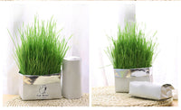 HKM-877715 Organic Soilless Cat Grass for Clean Oral Health - Ryegrass, Wheat, Barley Blend