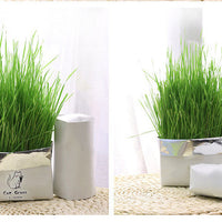 HKM-877715 Organic Soilless Cat Grass for Clean Oral Health - Ryegrass, Wheat, Barley Blend