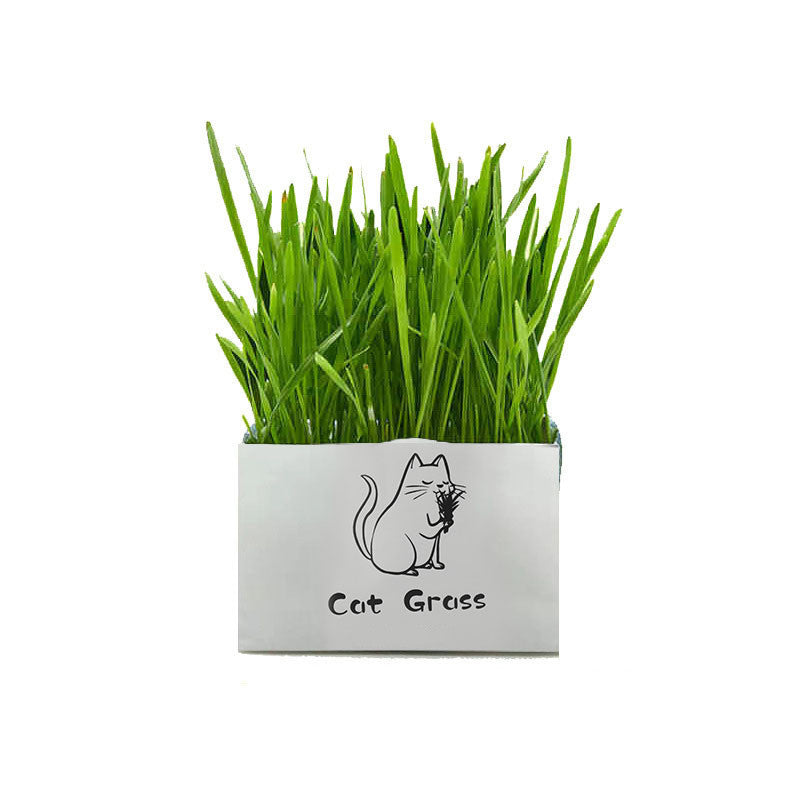 HKM-877715 Organic Soilless Cat Grass for Clean Oral Health - Ryegrass, Wheat, Barley Blend