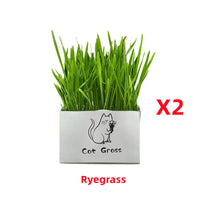HKM-877715 Organic Soilless Cat Grass for Clean Oral Health - Ryegrass, Wheat, Barley Blend