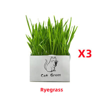 HKM-877715 Organic Soilless Cat Grass for Clean Oral Health - Ryegrass, Wheat, Barley Blend
