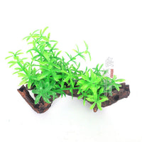 HKM-892115 Aquatic Plant Simulation Decoration for Fish Tanks – Shamrock Clover, Sunken Wood, and Elliptical Leaves
