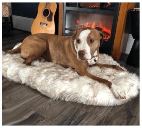 HKM-903571 Cozy Plush Pet Blanket for Sofa and Bed, Soft and Durable, Multiple Sizes Available