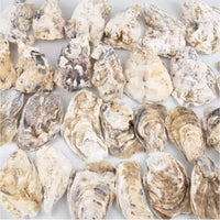HKM-914963 30 Natural Oyster Shells with Pearl for DIY Arts and Crafts Decor, 2-2.5 Inches