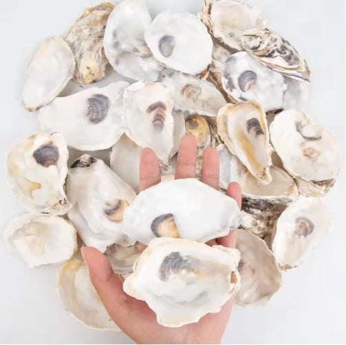 HKM-914963 30 Natural Oyster Shells with Pearl for DIY Arts and Crafts Decor, 2-2.5 Inches