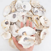 HKM-914963 30 Natural Oyster Shells with Pearl for DIY Arts and Crafts Decor, 2-2.5 Inches