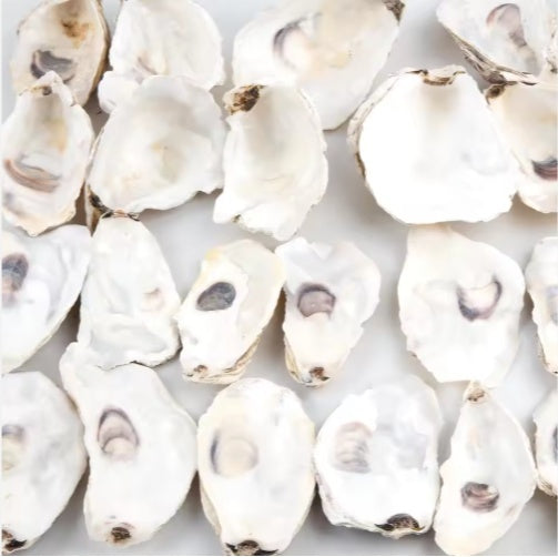 HKM-914963 30 Natural Oyster Shells with Pearl for DIY Arts and Crafts Decor, 2-2.5 Inches