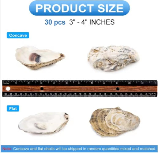 HKM-914963 30 Natural Oyster Shells with Pearl for DIY Arts and Crafts Decor, 2-2.5 Inches