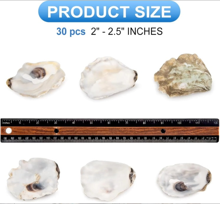 HKM-914963 30 Natural Oyster Shells with Pearl for DIY Arts and Crafts Decor, 2-2.5 Inches