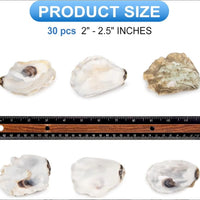 HKM-914963 30 Natural Oyster Shells with Pearl for DIY Arts and Crafts Decor, 2-2.5 Inches