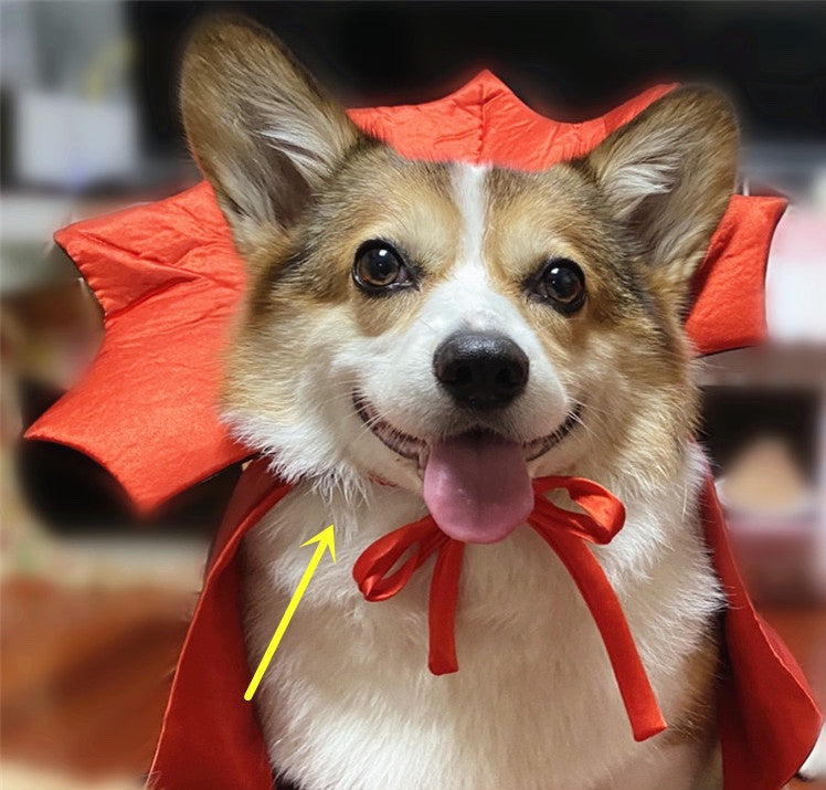 HKM-926163 Vampire King Pet Halloween Cape - Black Cloak for Pets with Adjustable Collar
