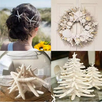 HKM-933075 Natural Real Starfish Set - 20 Pieces, 2-4 Inch and 4-6 Inch for DIY Crafts, Weddings, Beach Decor, Christmas Ornaments