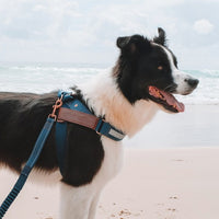 HKM-933459 Reflective Dog Chest Strap for Nighttime Safety - Sizes XS to XL Available