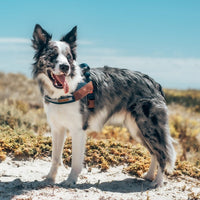 HKM-933459 Reflective Dog Chest Strap for Nighttime Safety - Sizes XS to XL Available