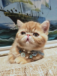 HKM-943315 Pet New Year Jewelry Collar Bell Pendant with Bowknot – Adjustable Sizes XS to M